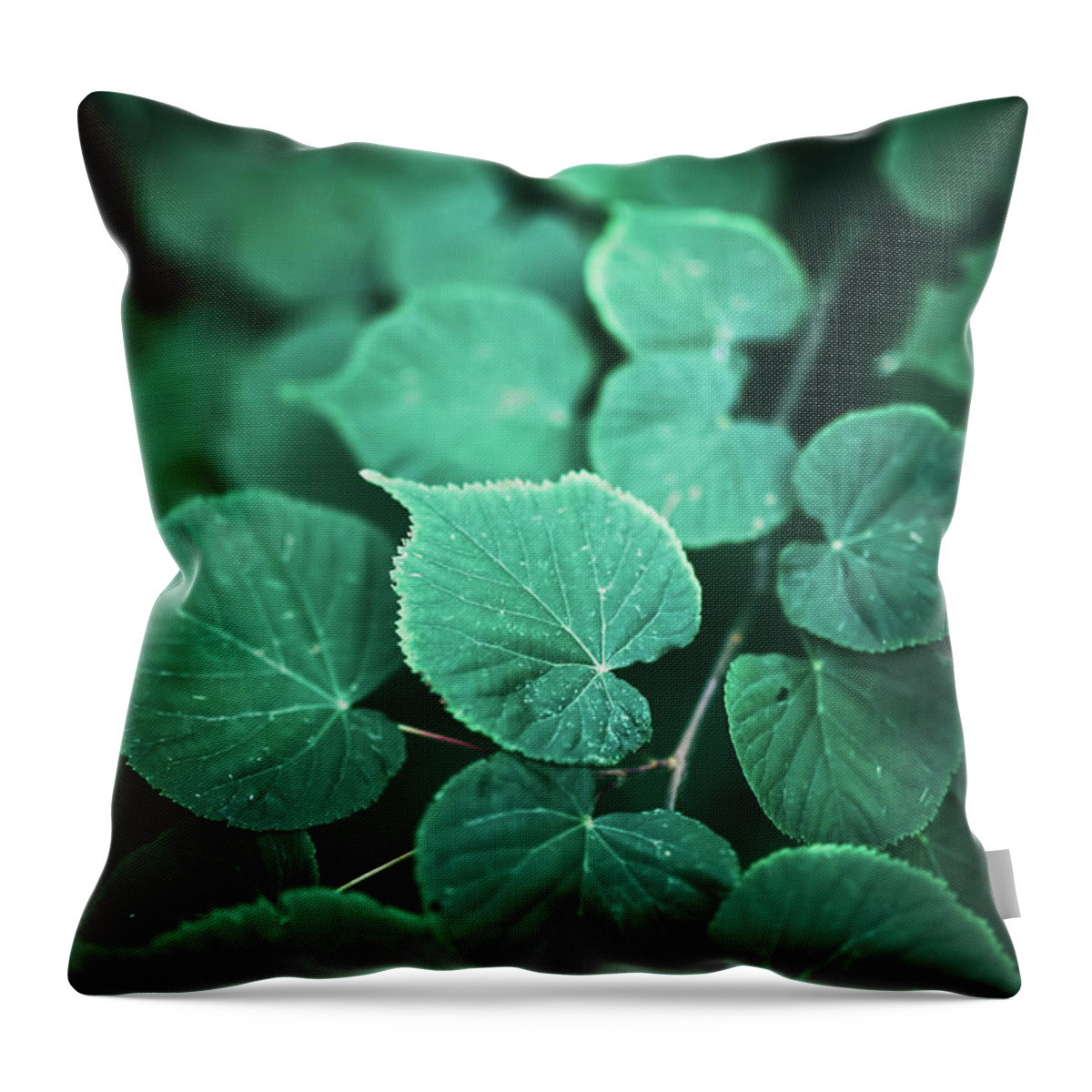 Nature Throw Pillow featuring the photograph Creative green leaf foliage layout by Michal Bednarek