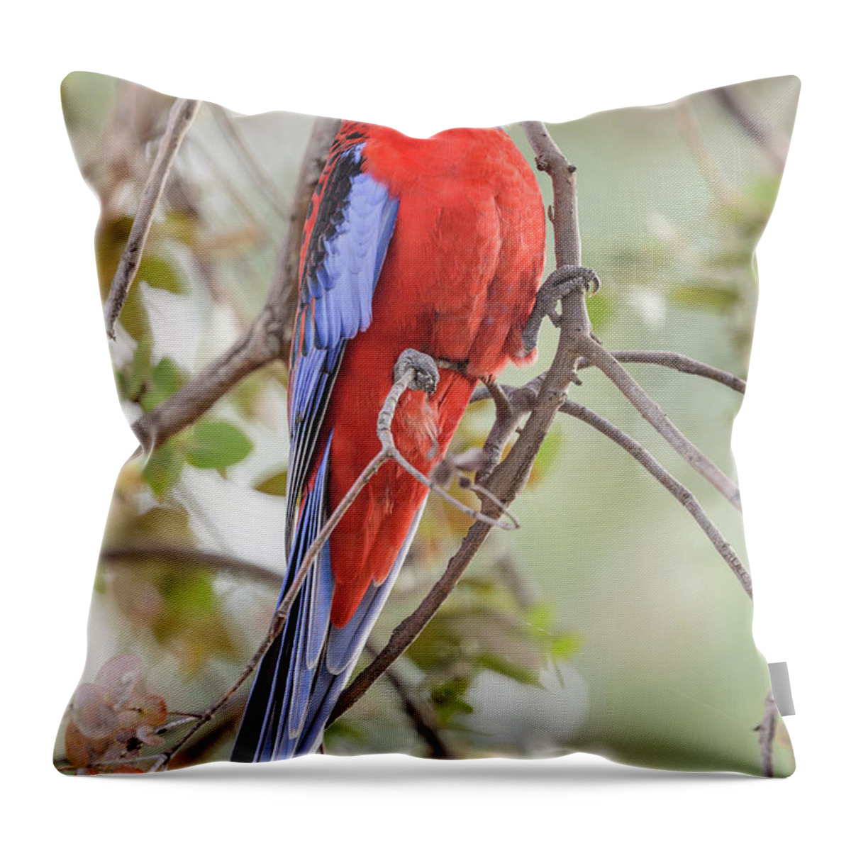 Bird Throw Pillow featuring the photograph Crimson Rosella 01 by Werner Padarin