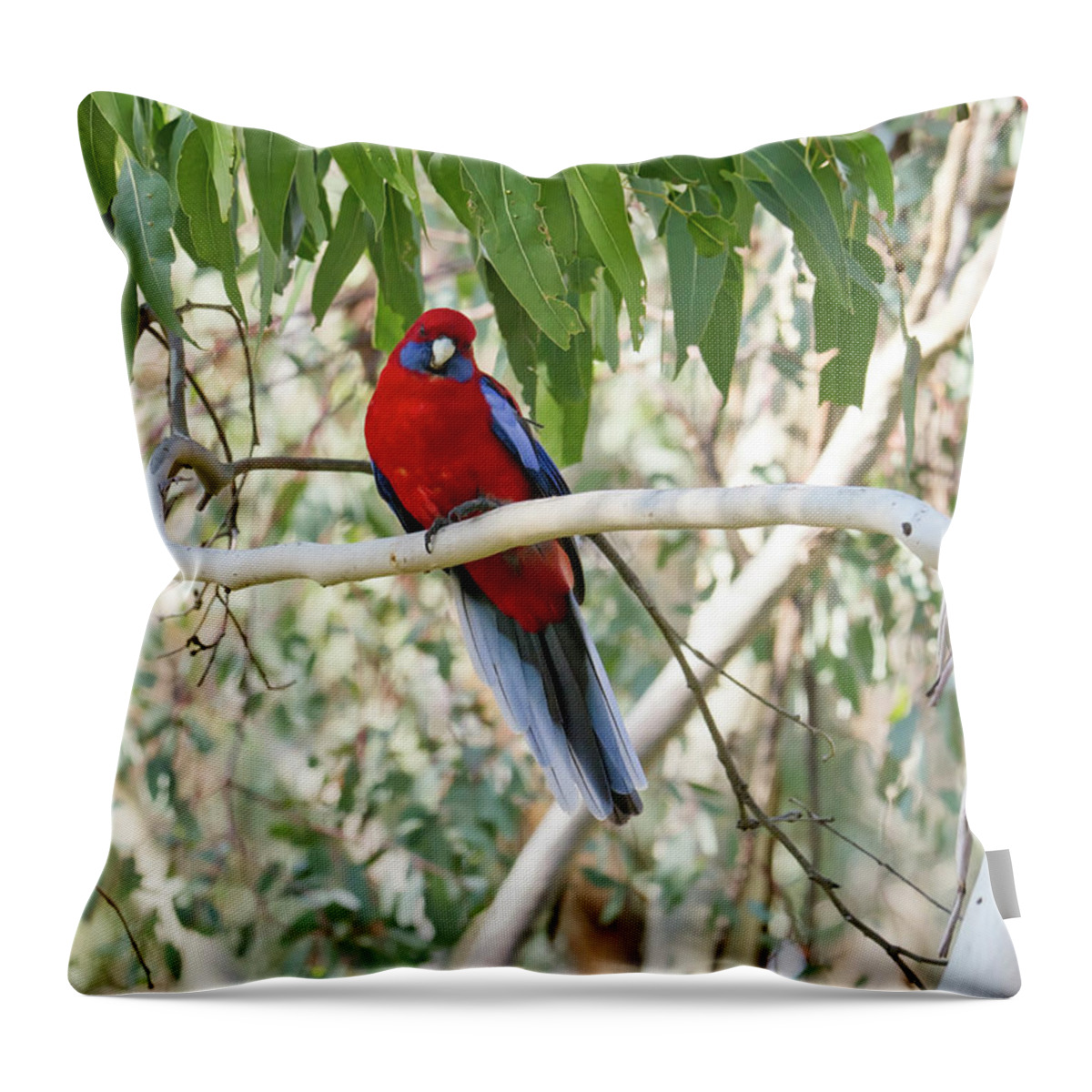 Bird Throw Pillow featuring the photograph Crimson Rosella 4 - Canberra - Australia by Steven Ralser