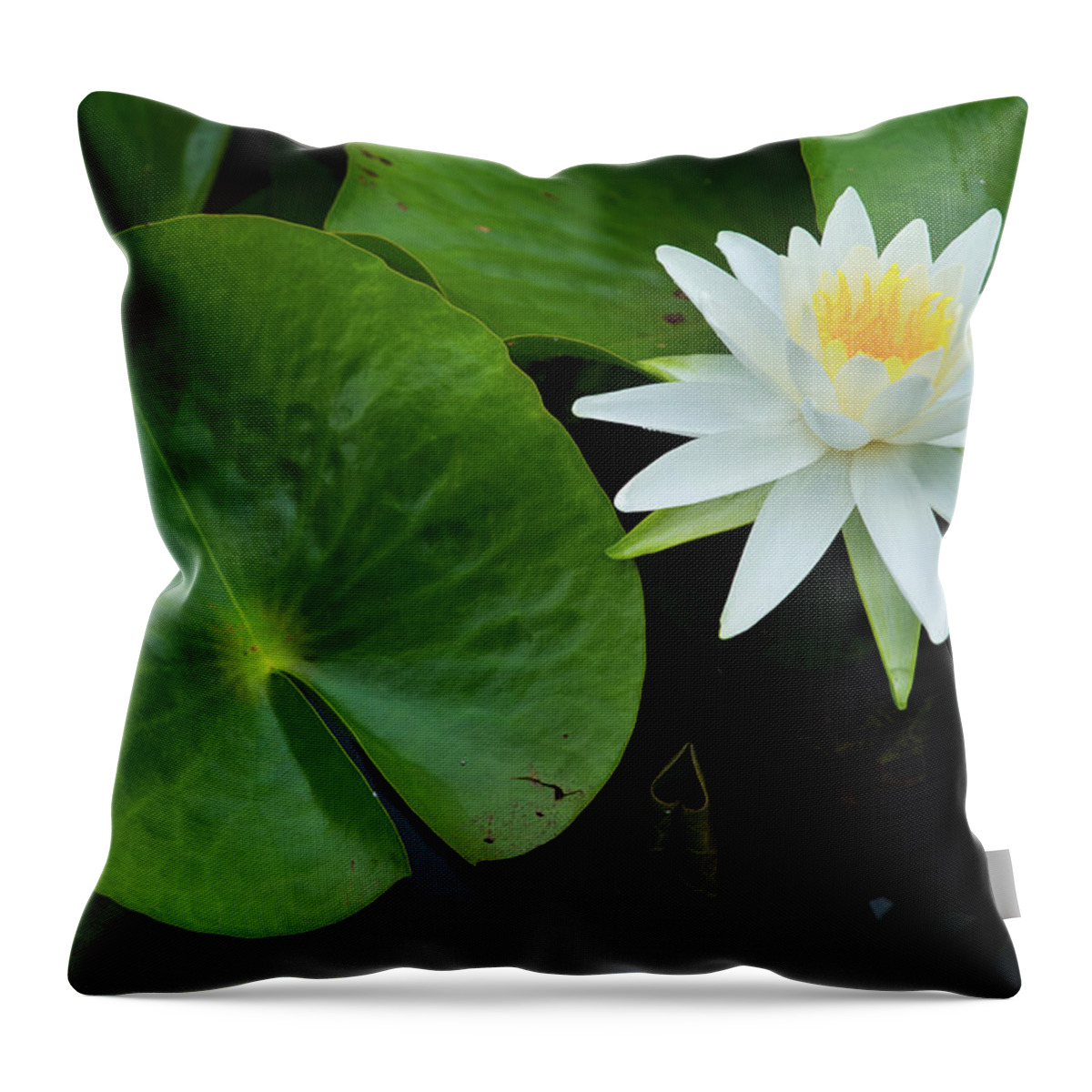 Bloom Throw Pillow featuring the photograph Crisp White and Yellow Lily by Dennis Dame