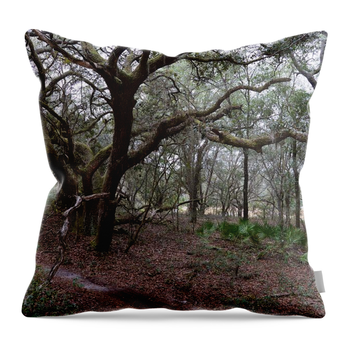 Crooked Limbs And Trail Throw Pillow featuring the photograph Crooked Limbs and Trail by Warren Thompson