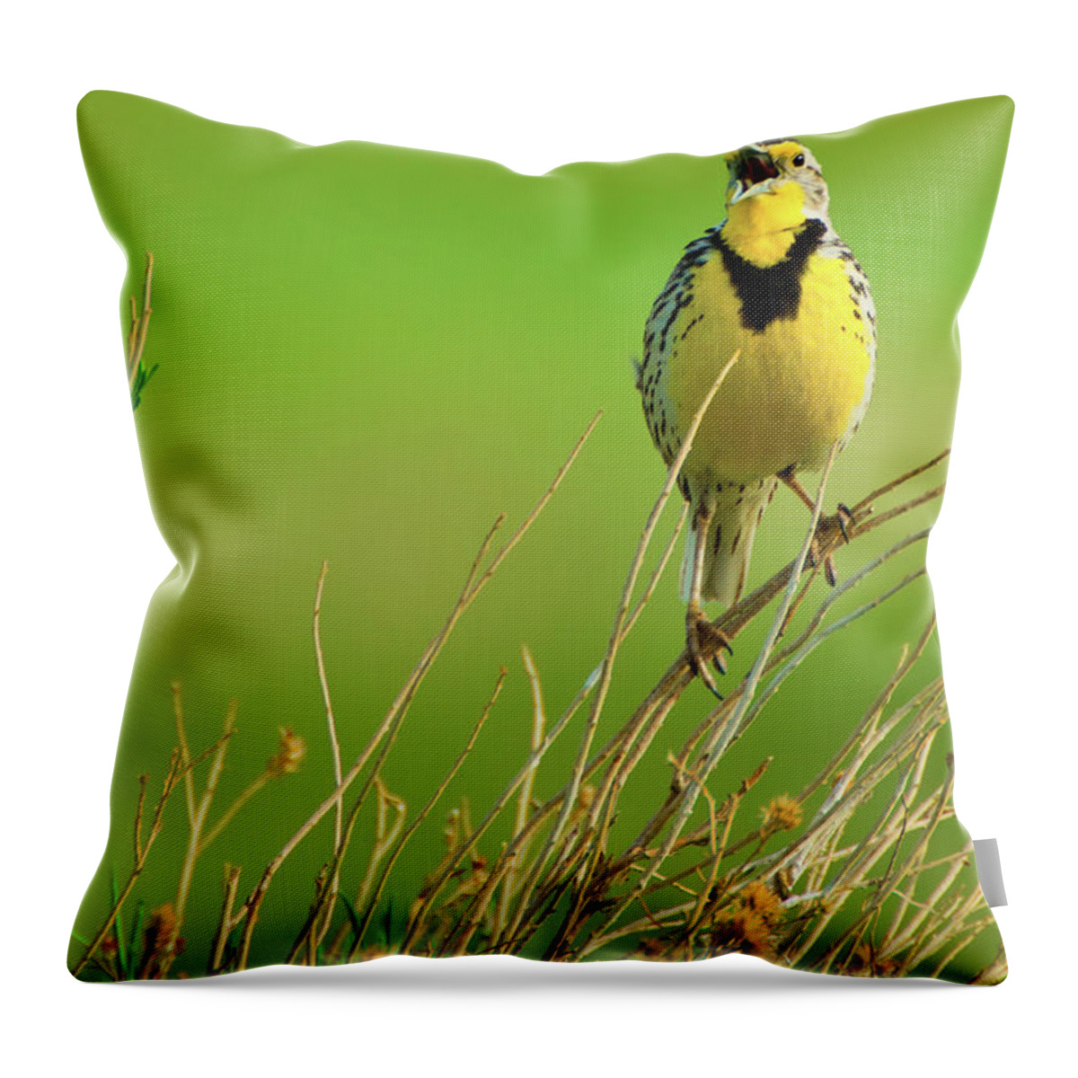 Chatfield State Park Throw Pillow featuring the photograph Crying Out II by John De Bord