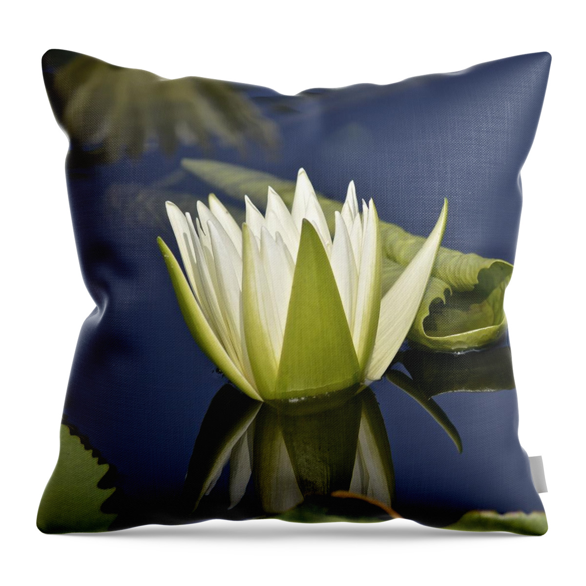 Longwood Gardens Throw Pillow featuring the photograph Crystal Waterlily by Tana Reiff