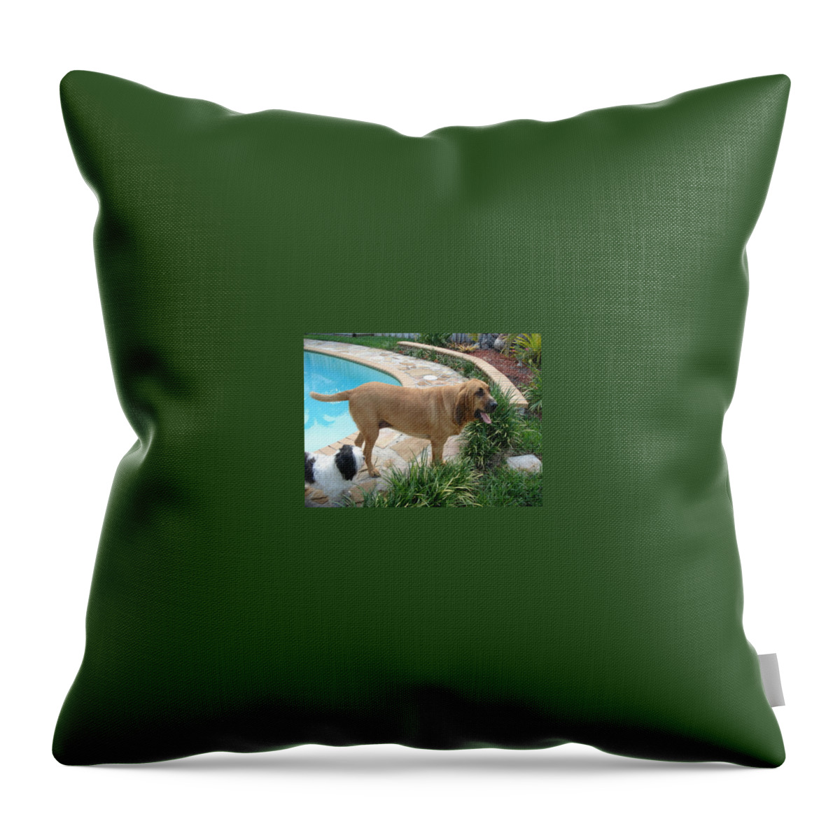 Bloodhound Throw Pillow featuring the photograph Cujo and Lucky by the Pool by Val Oconnor