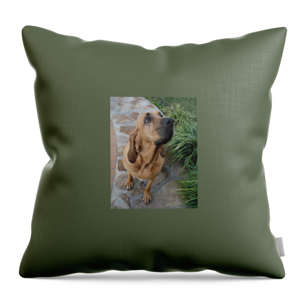Bloodhound Throw Pillow featuring the photograph Cujo Looking at a Butterfly by Val Oconnor