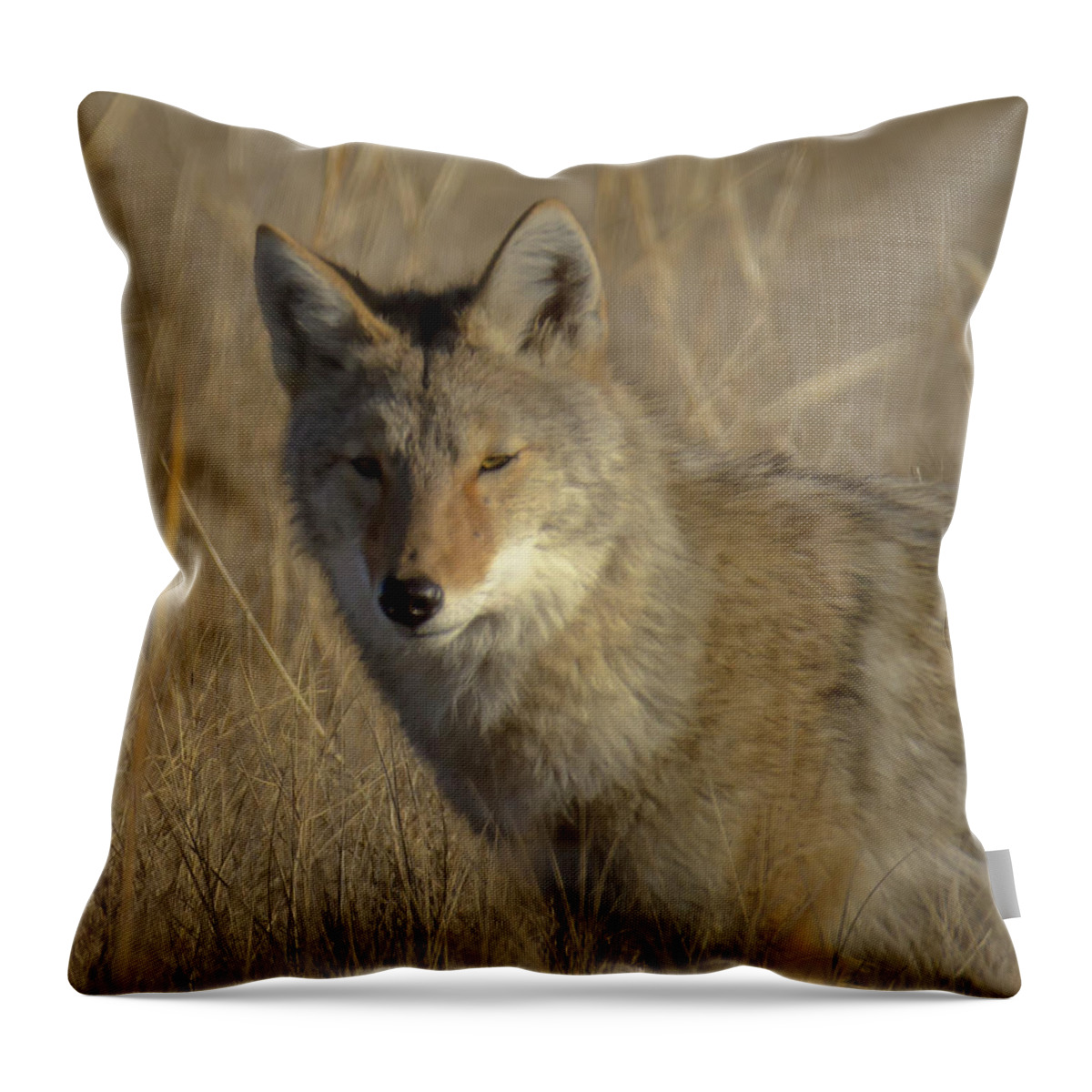 Nature Throw Pillow featuring the photograph Cunning by Steve Marler