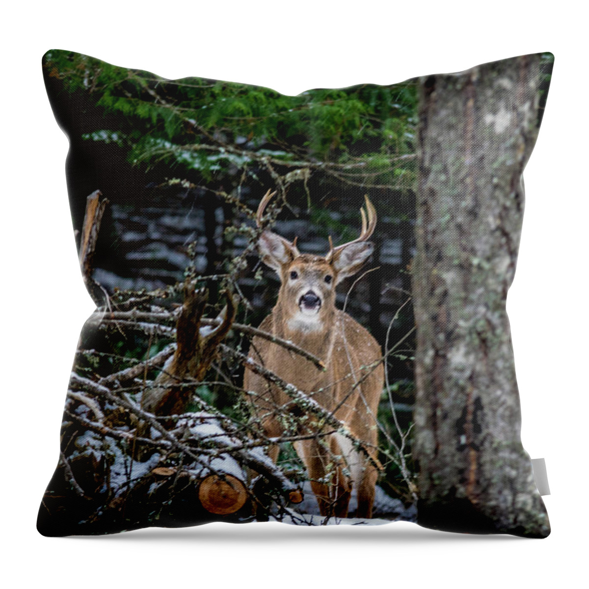 Wildlife Throw Pillow featuring the photograph Curious Buck by Lester Plank
