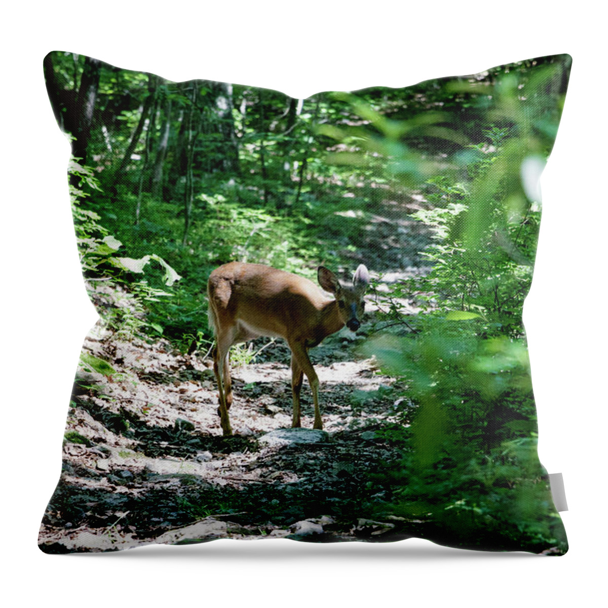 Deer Throw Pillow featuring the photograph Curious Deer 2 by Natural Vista Photography - Matt Sexton