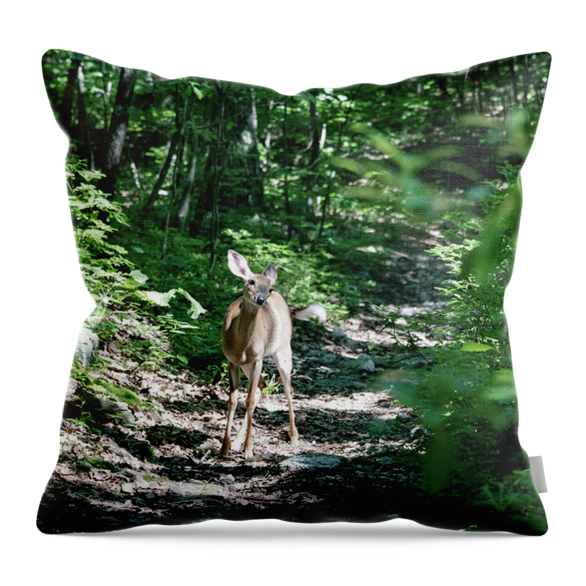 Deer Throw Pillow featuring the photograph Curious Deer by Natural Vista Photography - Matt Sexton