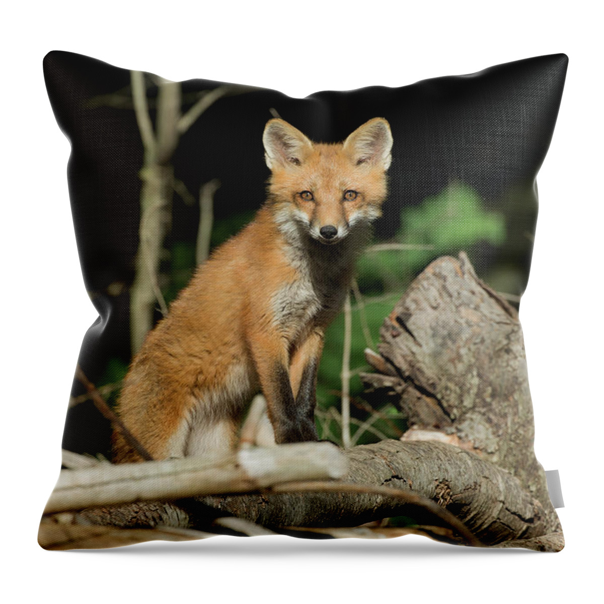 Fox Throw Pillow featuring the photograph Curious Fox by Everet Regal