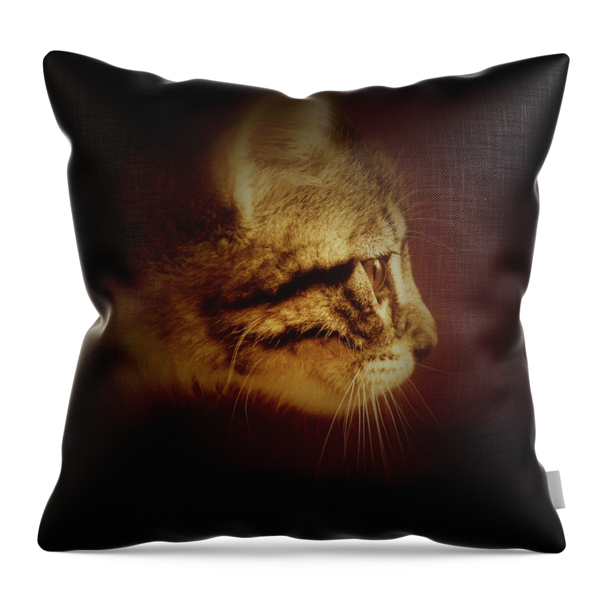 Kitten Throw Pillow featuring the photograph Curious Kitten by David G Paul