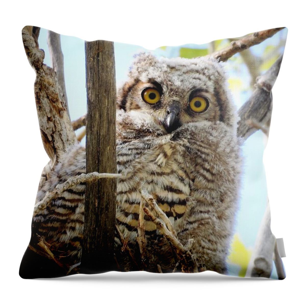 Owl Throw Pillow featuring the photograph Curious by Nicole Belvill
