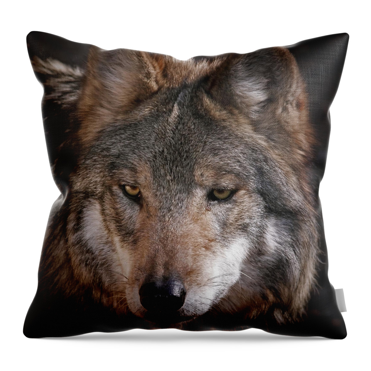 Wolf Throw Pillow featuring the photograph Curious Sancho by Elaine Malott