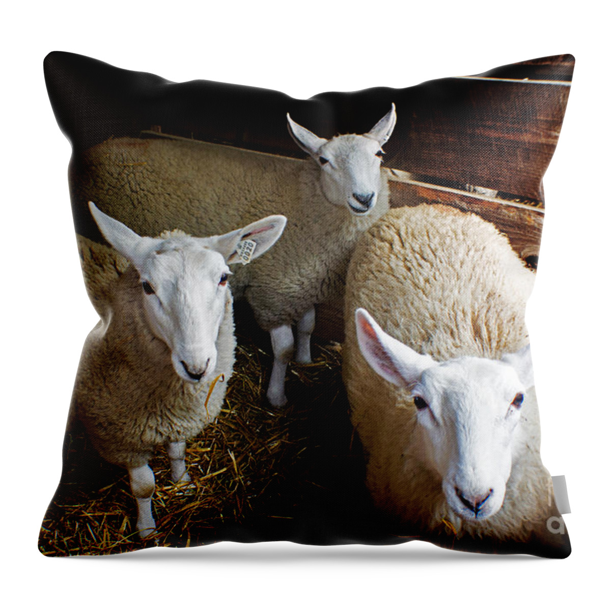 Sheep Throw Pillow featuring the photograph Curious Sheep by Kevin Fortier