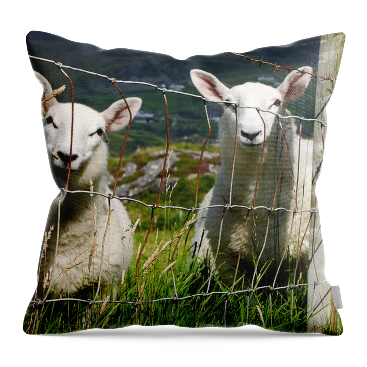 Donegal Ireland Landscape Throw Pillow featuring the photograph Curious Sheep by Lexa Harpell