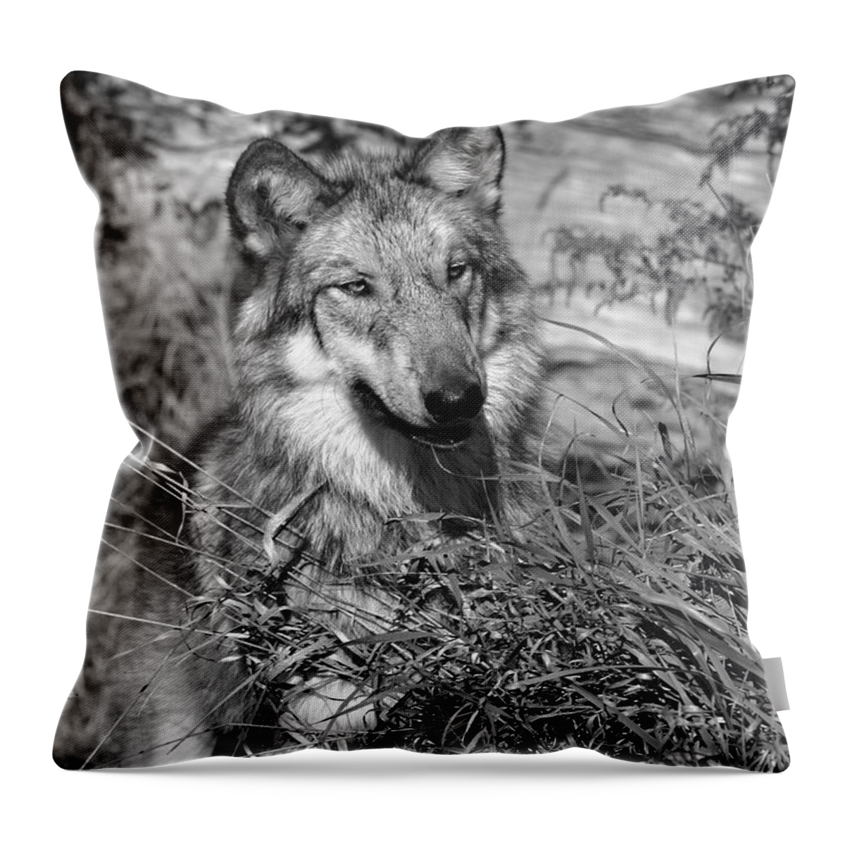 Wolf Pup Throw Pillow featuring the photograph Curious Wolf Pup by Shari Jardina
