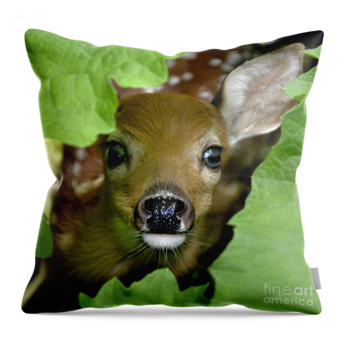 Curous Throw Pillow featuring the photograph Curous Fawn by Adam Olsen