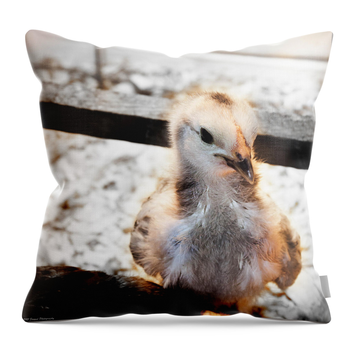 Nature Backgrounds Throw Pillow featuring the photograph Cute Baby Chick by Debra Forand