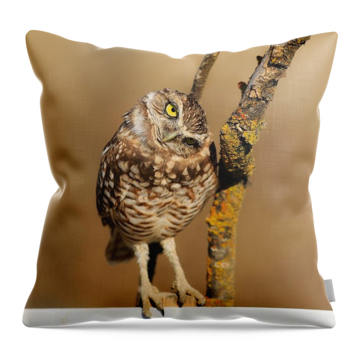 Cute Burrowing Owl Throw Pillow featuring the photograph Cute burrowing owl by Lynn Hopwood