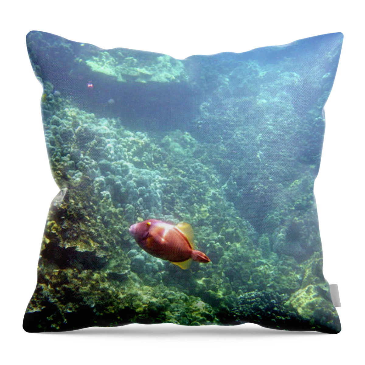 Underwater Photography Throw Pillow featuring the photograph Cute Fellow by Karen Nicholson