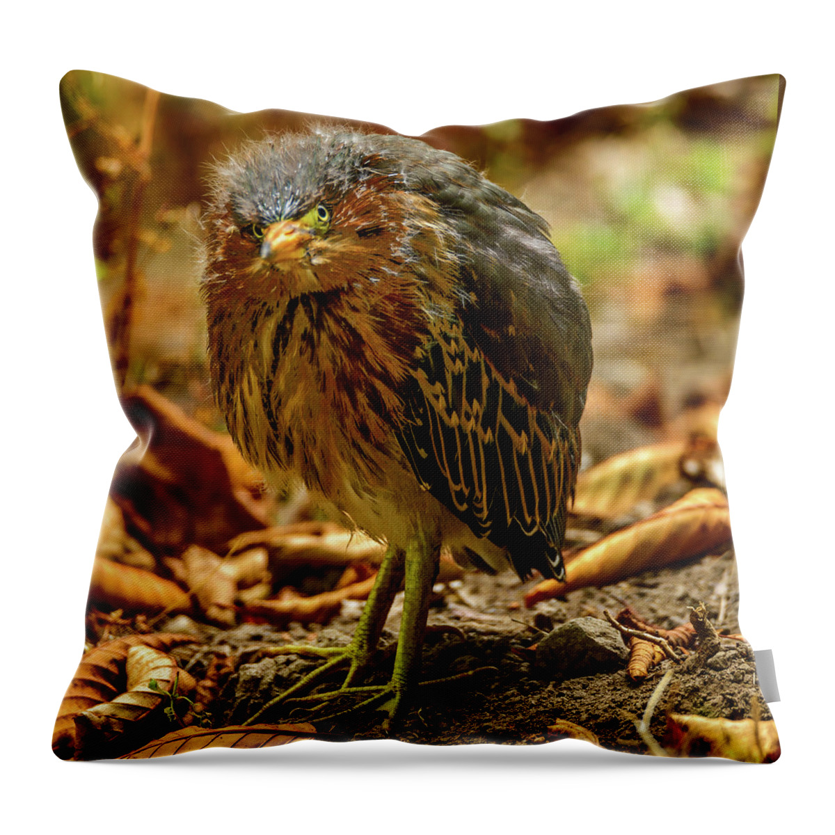 Cute Throw Pillow featuring the photograph Cute Green Heron by Jerry Cahill