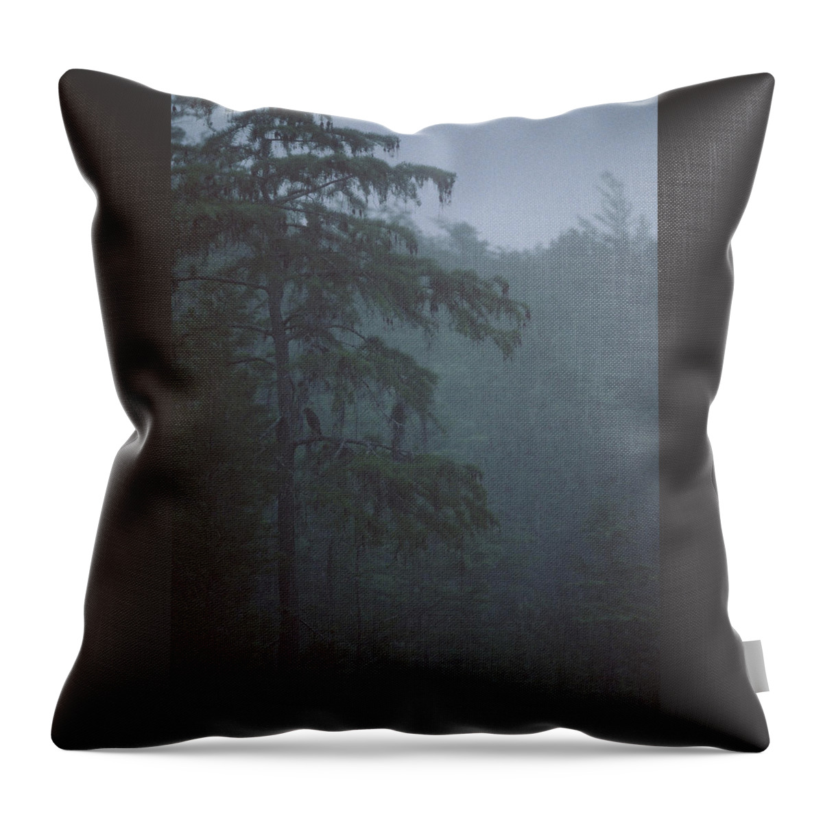 Cypress Throw Pillow featuring the photograph Cypress Swamp by Kimberly Mohlenhoff