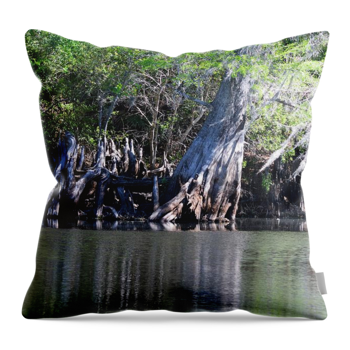 Cypress Waterscape - Light Throw Pillow featuring the photograph Cypress Waterscape by Warren Thompson