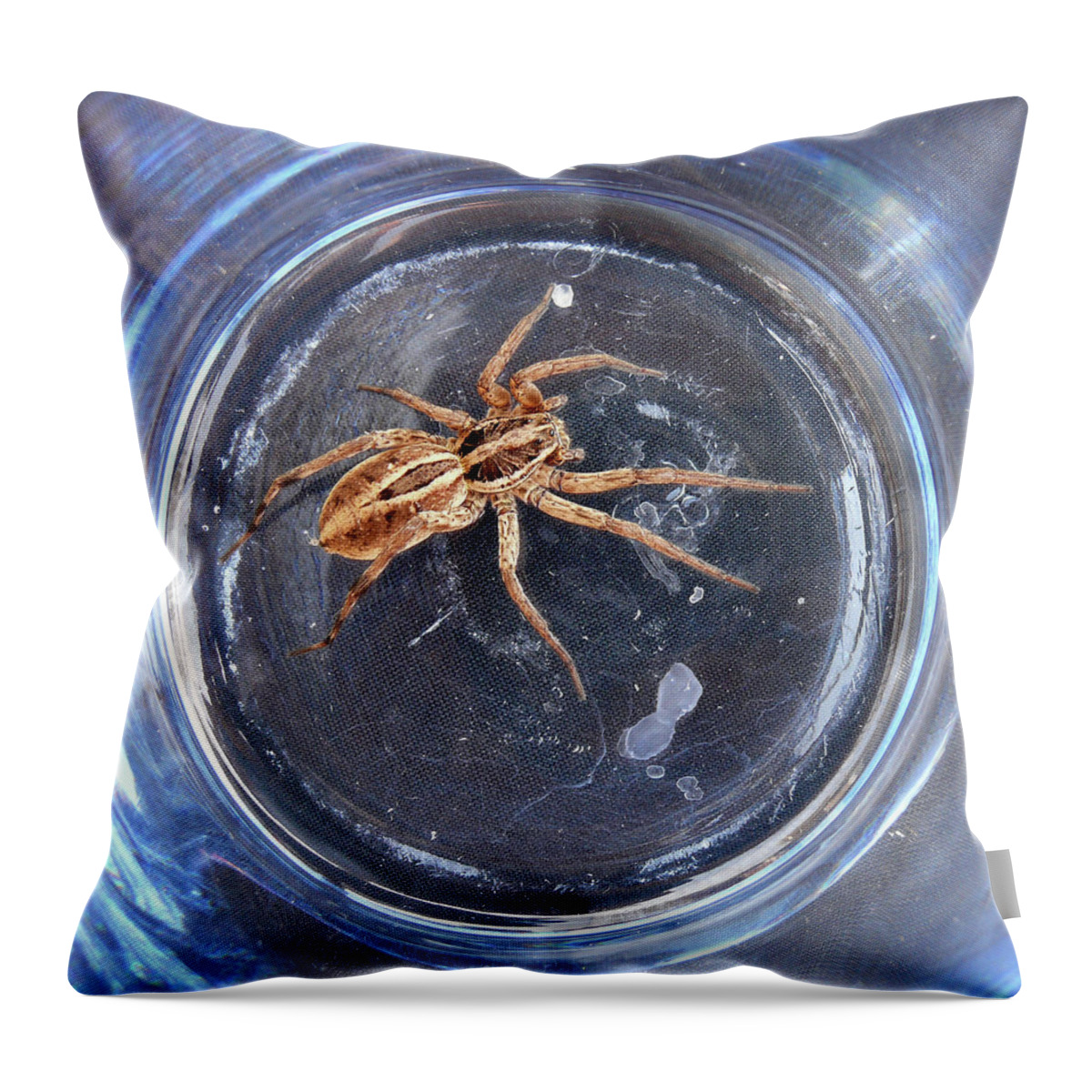 Spider Throw Pillow featuring the photograph D-A0011 Wolf Spider on Sonoma Mountain by Ed Cooper Photography