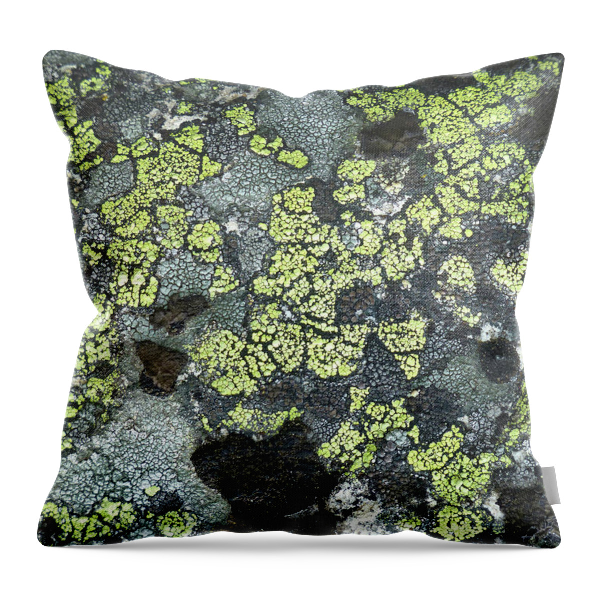 Lichen Throw Pillow featuring the photograph D07343-DC Lichen on Rock by Ed Cooper Photography
