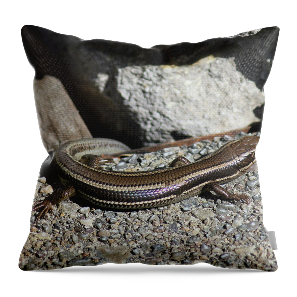 Western Skink Throw Pillow featuring the photograph D3B6339 Western Skink on Sonoma Mountain by Ed Cooper Photography