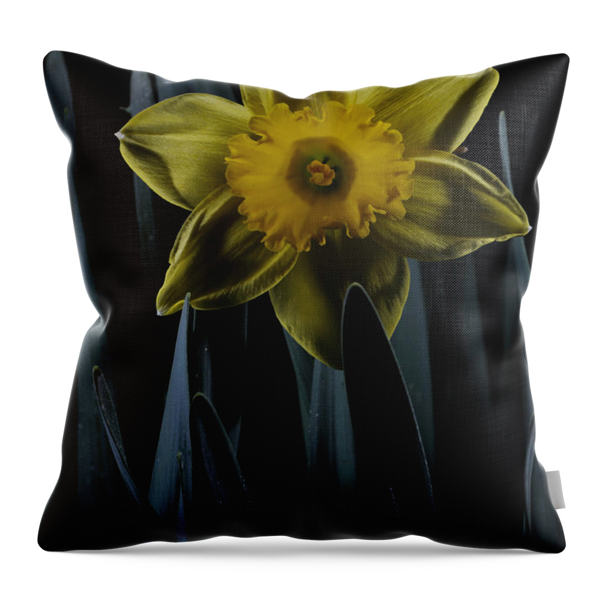 Daffodil Throw Pillow featuring the photograph Daffodil By Moonlight by Mark Fuller