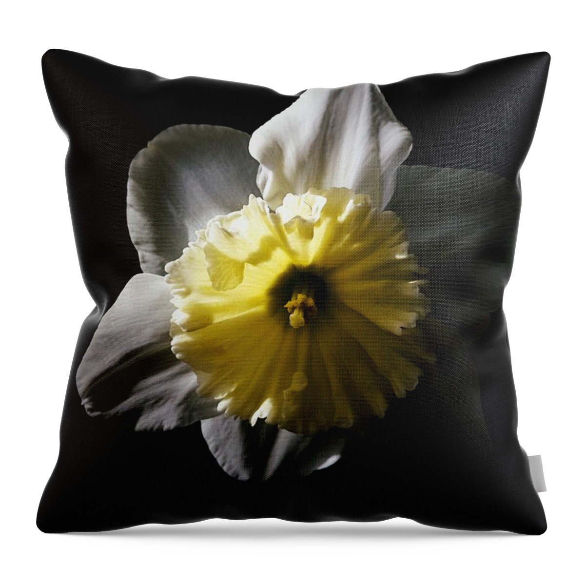 Daffodil Throw Pillow featuring the photograph Daffodil By Sunlight by Brad Hodges