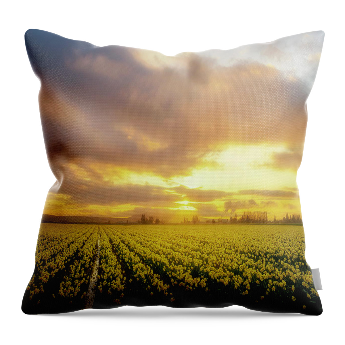 Daffodil Throw Pillow featuring the photograph Daffodil Sunset by Ryan Manuel