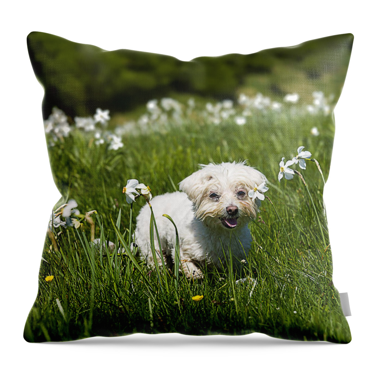 Narcisi Throw Pillow featuring the photograph Daffodils White Blossoming With Little White Lilly 2 by Enrico Pelos