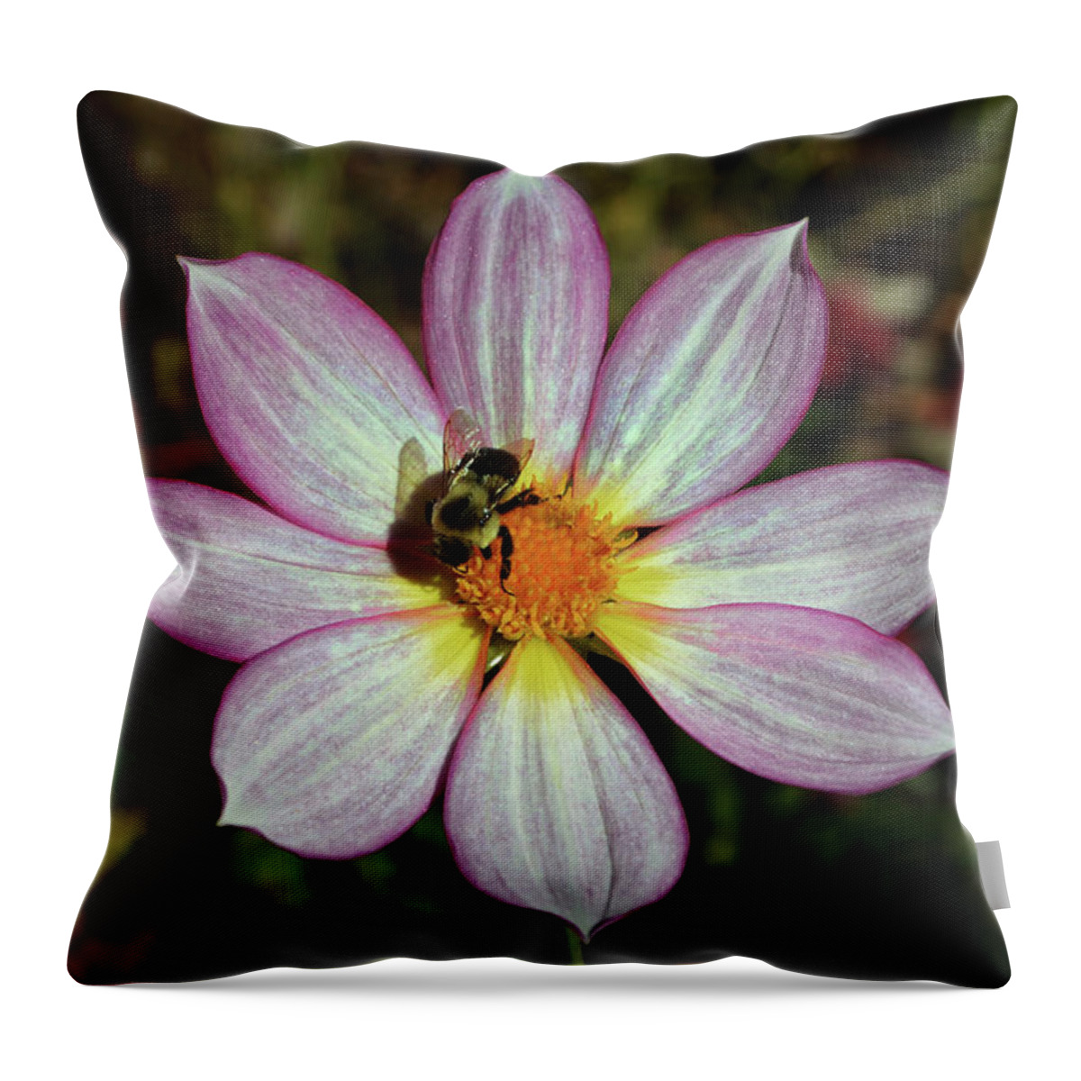 Flower Throw Pillow featuring the photograph Dahlia And A Bumblebee 009 by George Bostian