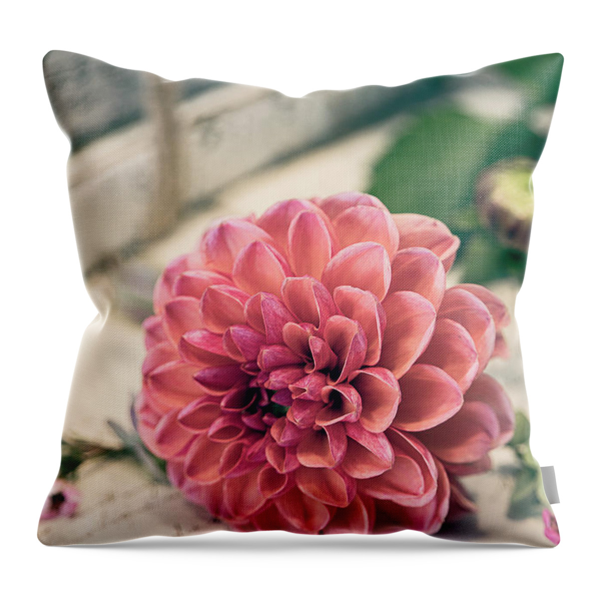 Flowers Throw Pillow featuring the photograph Dahlia Bloom by Teresa Wilson