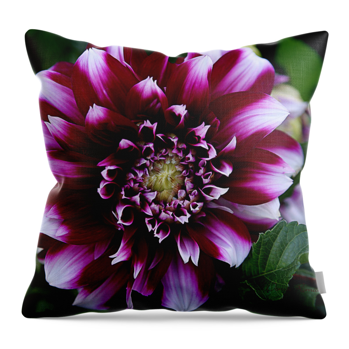 Flower Throw Pillow featuring the photograph Dahlia by Denise Romano