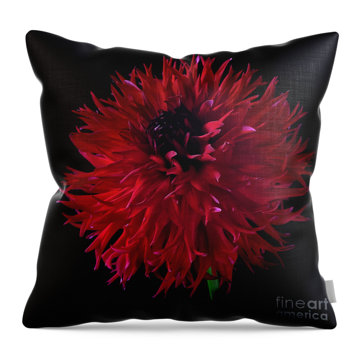 Flower Throw Pillow featuring the photograph Dahlia 'Holyhill Miss Scarlet' by Ann Jacobson