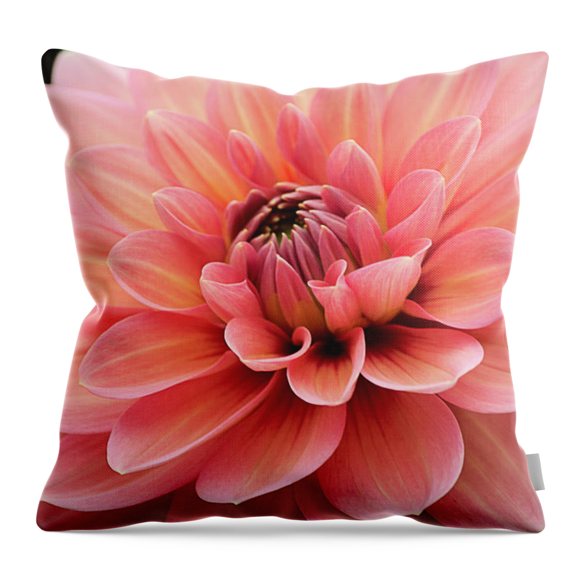 Dahlia Throw Pillow featuring the photograph Dahlia in Pink and Peach by Julie Palencia