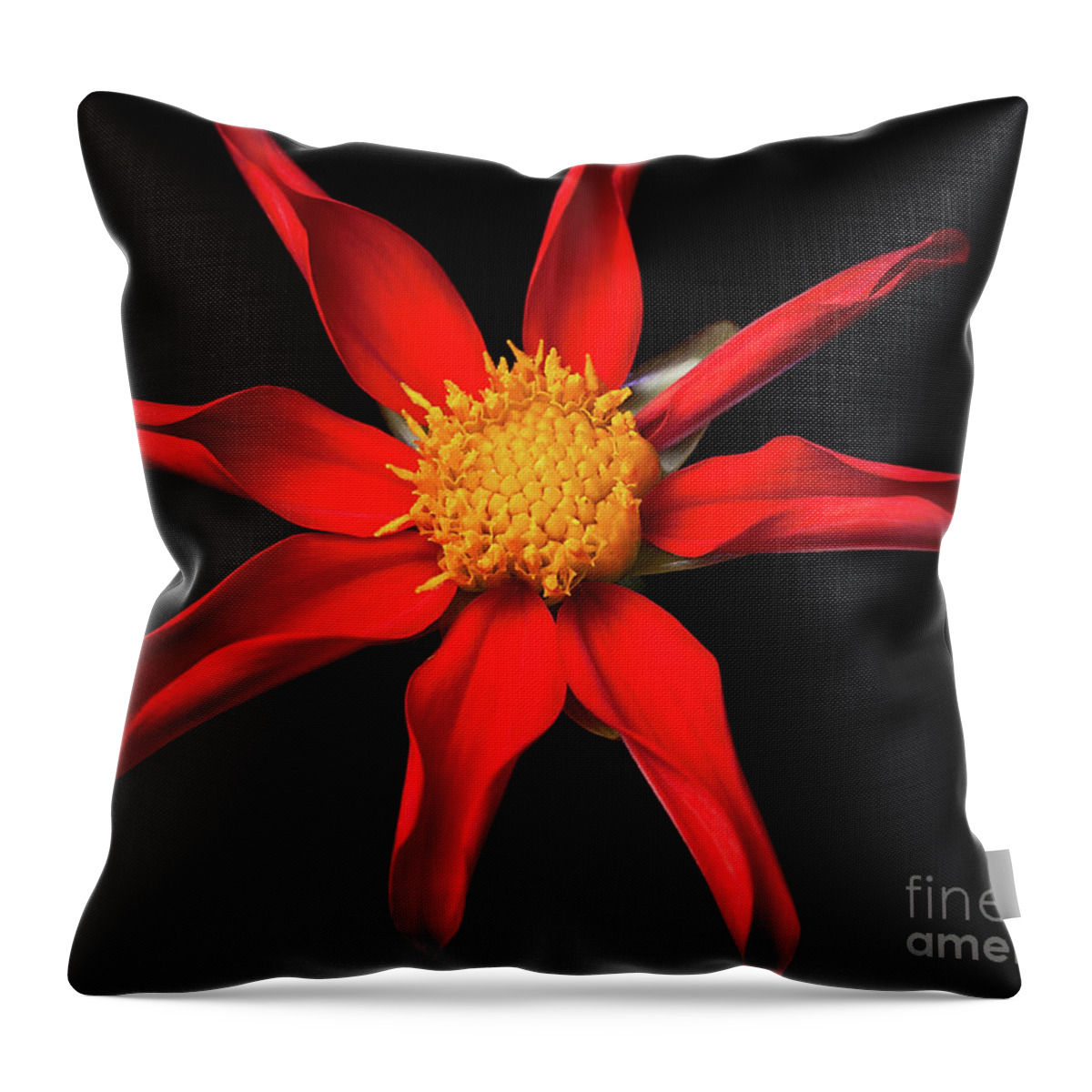 Floral Throw Pillow featuring the photograph Dahlia 'KKK Katie' by Ann Jacobson