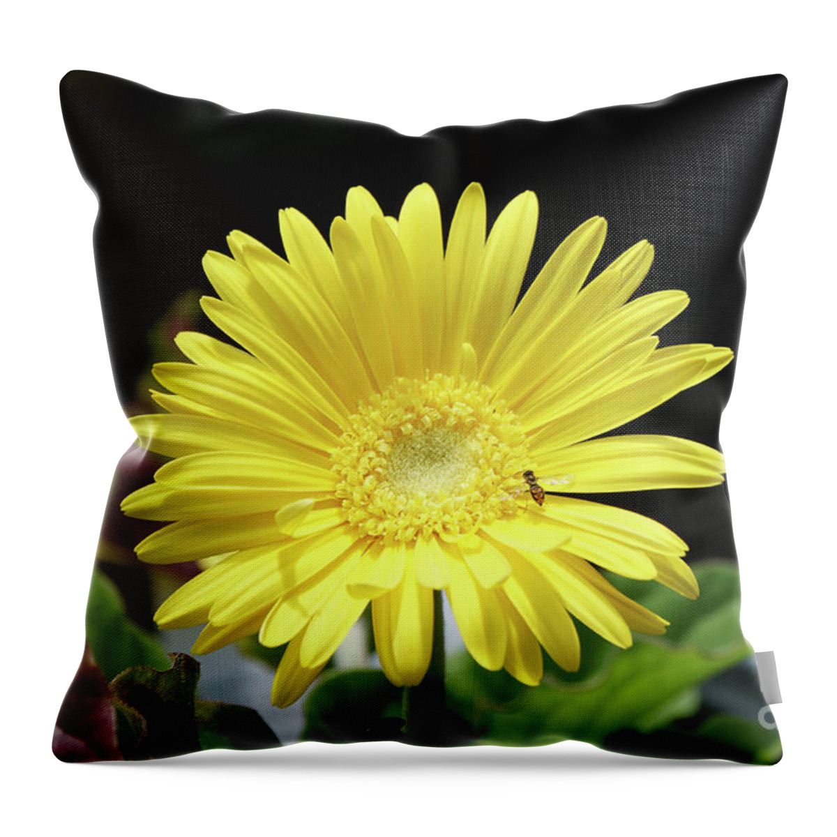Daisy Throw Pillow featuring the photograph Daisy and Pollinator by Robert E Alter Reflections of Infinity