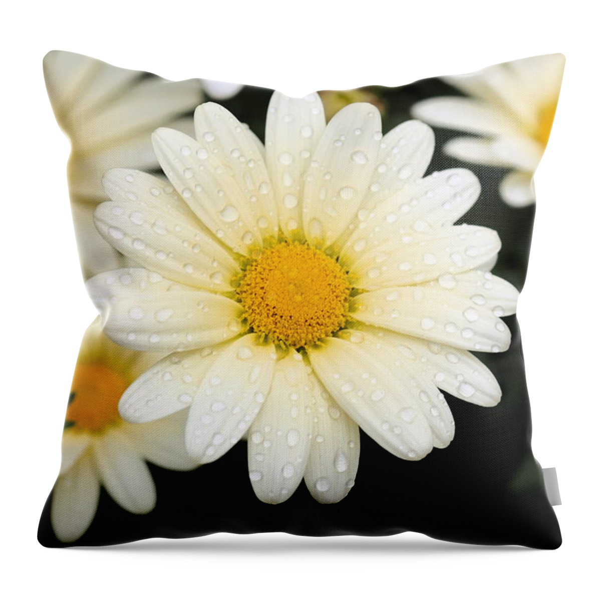 Daisy Throw Pillow featuring the photograph Daisy by Angela Rath