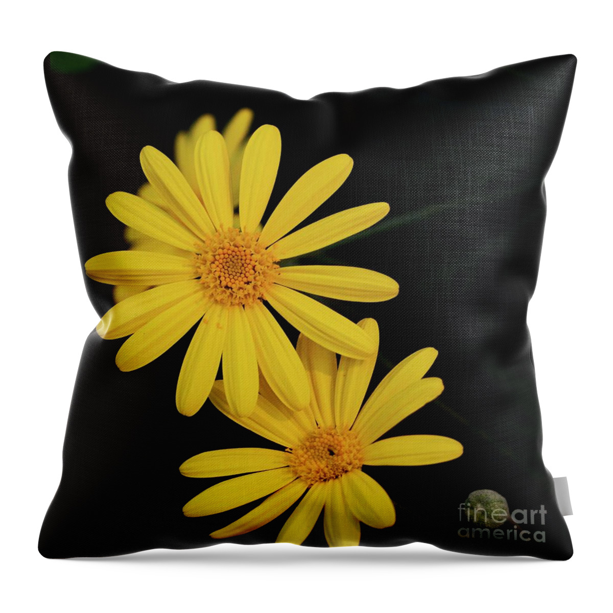 Daisy Throw Pillow featuring the photograph Daisy Daisy and a Bud by Cindy Manero