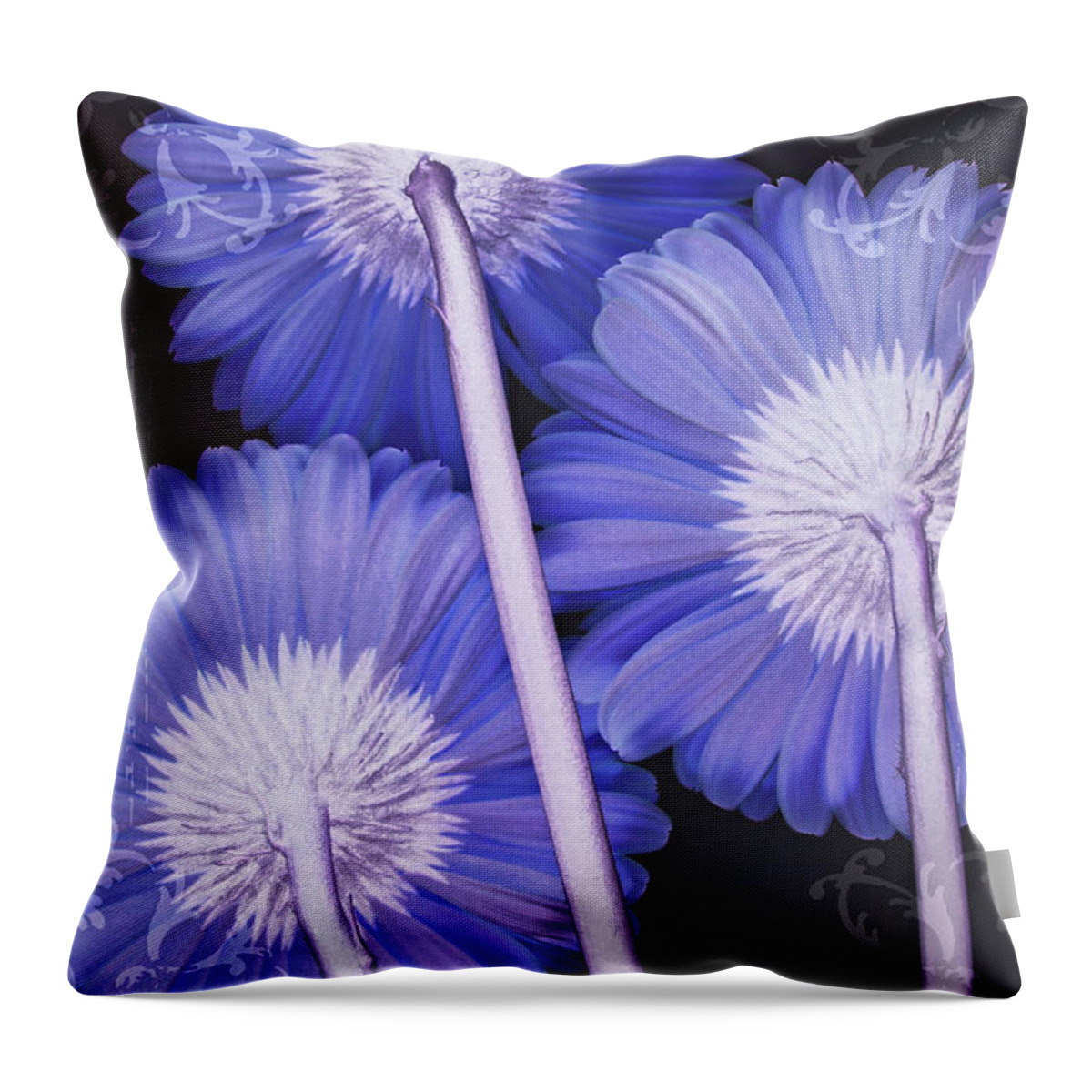 Gerbera Daisy Throw Pillow featuring the photograph Daisy Days and Nights II by Leda Robertson