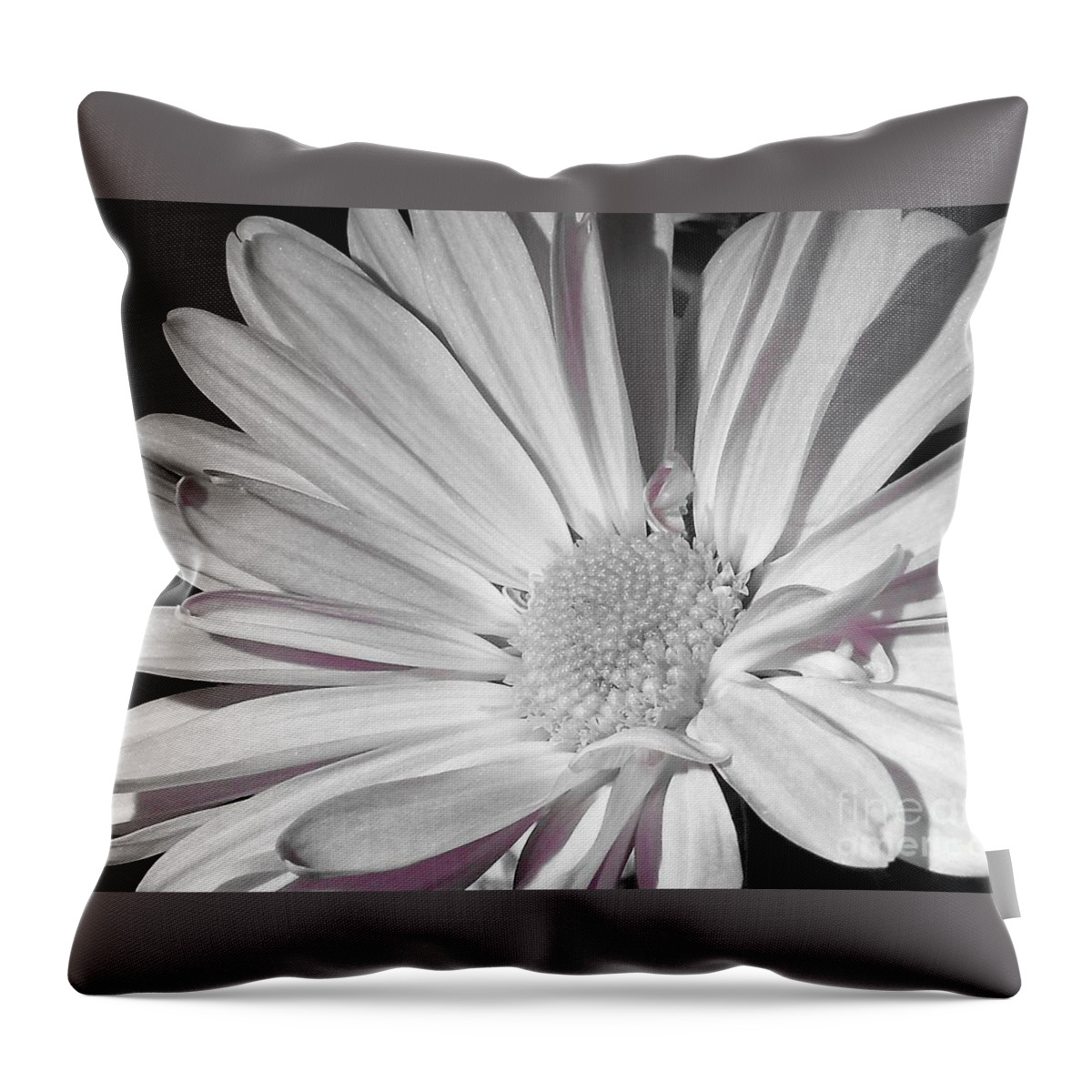 Flower Throw Pillow featuring the photograph Daisy Flower by Chad and Stacey Hall