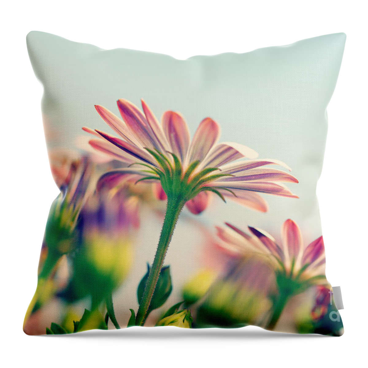 Abstract Throw Pillow featuring the photograph Daisy flower field by Anna Om