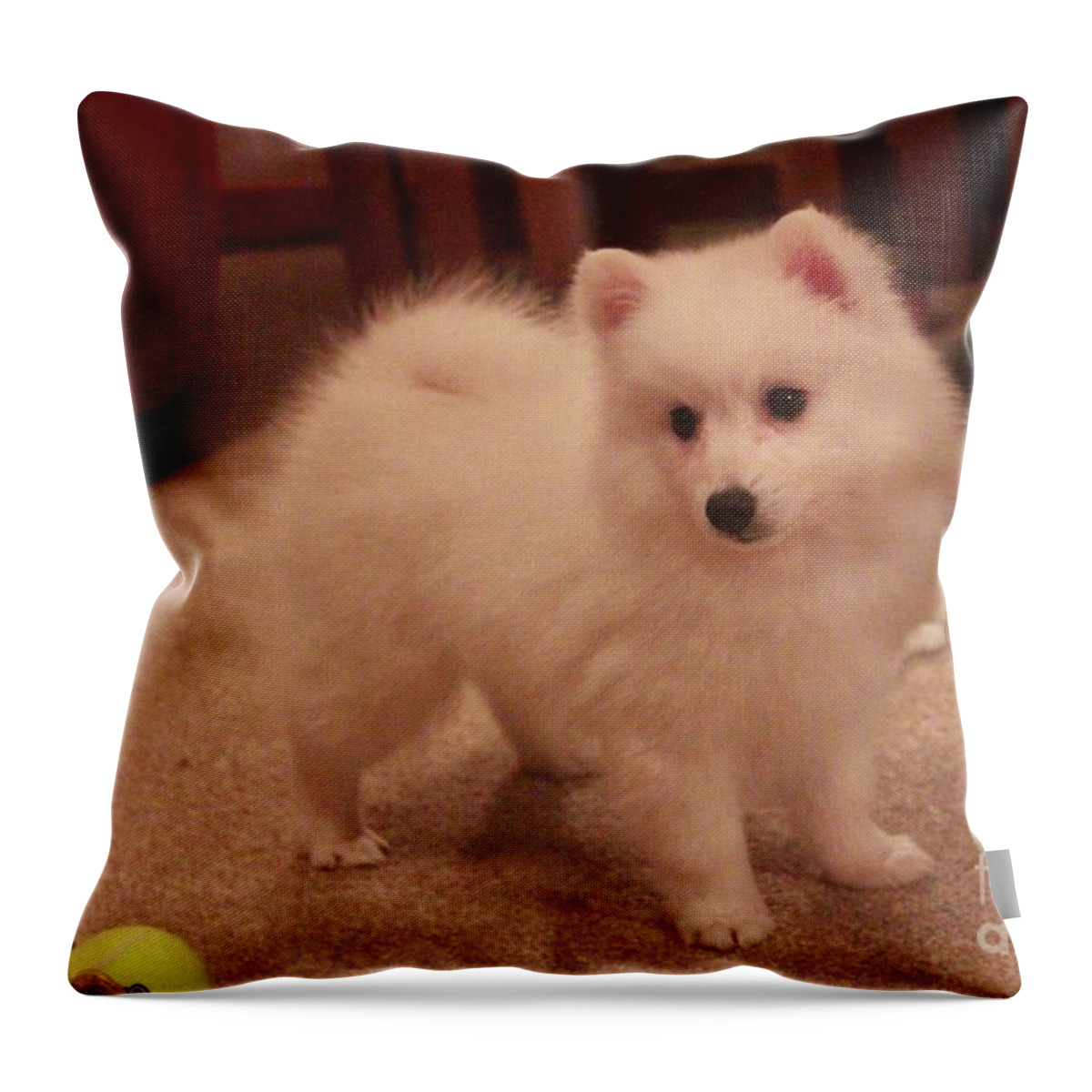 Dog Throw Pillow featuring the photograph Daisy - Japanese Spitz by David Grant