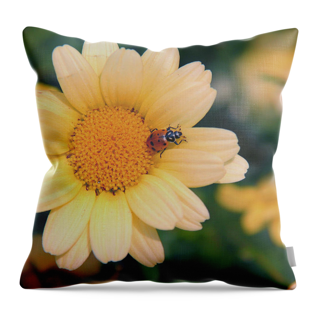 Daisy Throw Pillow featuring the photograph Daisy Ladybug by Nancy Dunivin