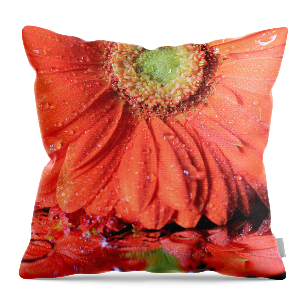 Gerbera Daisy Throw Pillow featuring the photograph Daisy Petals and Reflections by Angela Murdock