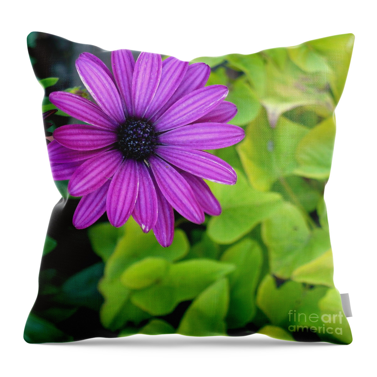 Flower Throw Pillow featuring the photograph Daisy Pop by Linda Bianic